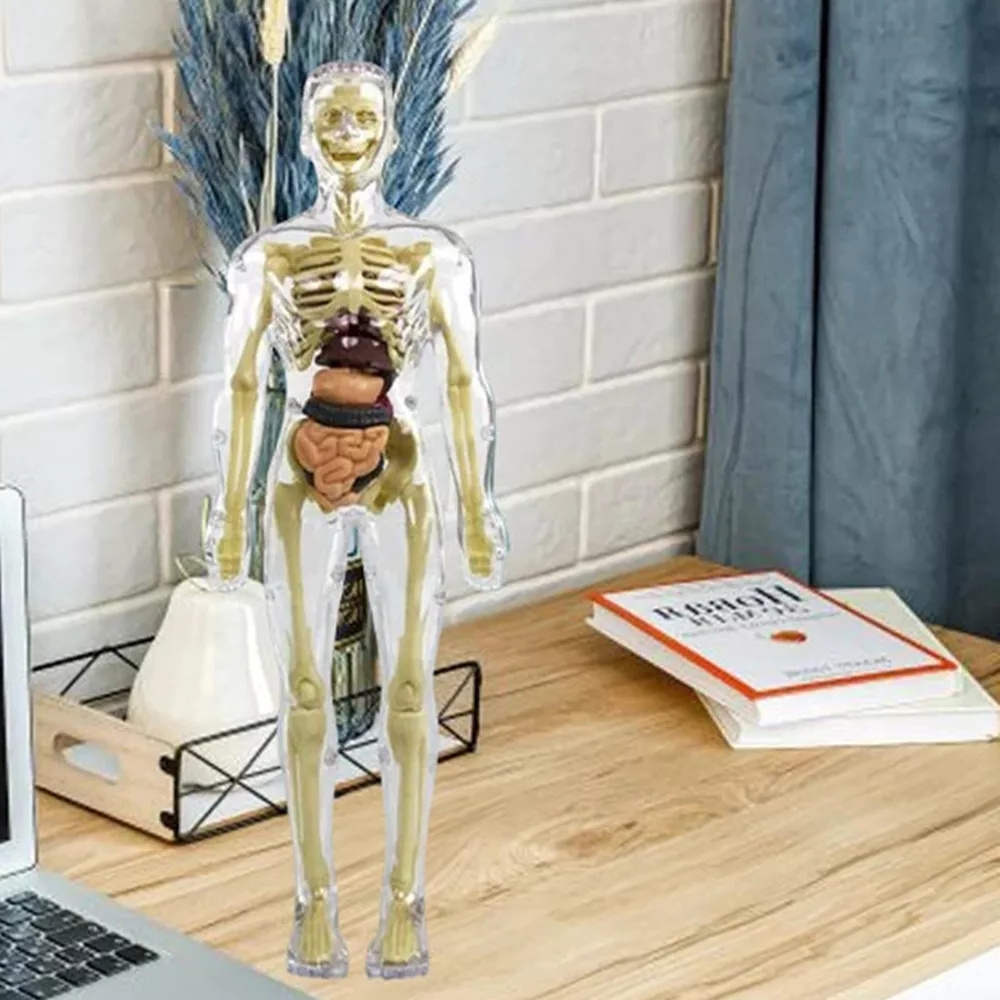 Human Body Anatomy Model for Kids, 3D Interactive Torso Model with Removable Organs for STEM and Science Learning