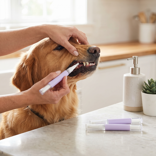 Dog Oral Repair Gel — home kitchen counter — real-scene lifestyle v4