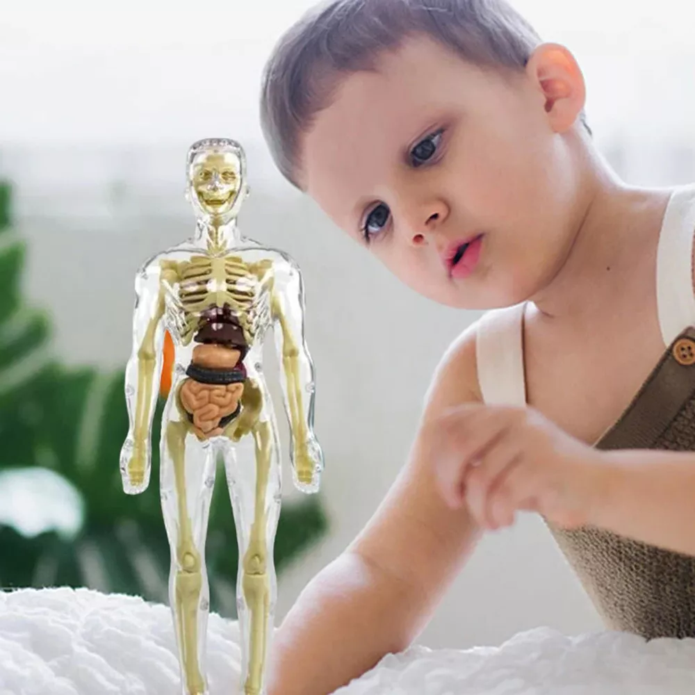Human Body Anatomy Model for Kids, 3D Interactive Torso Model with Removable Organs for STEM and Science Learning