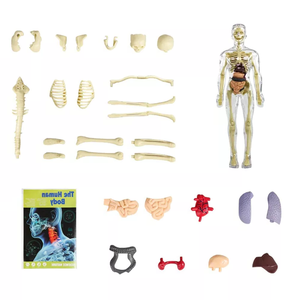 Human Body Anatomy Model for Kids, 3D Interactive Torso Model with Removable Organs for STEM and Science Learning