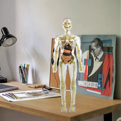 Human Body Anatomy Model for Kids, 3D Interactive Torso Model with Removable Organs for STEM and Science Learning