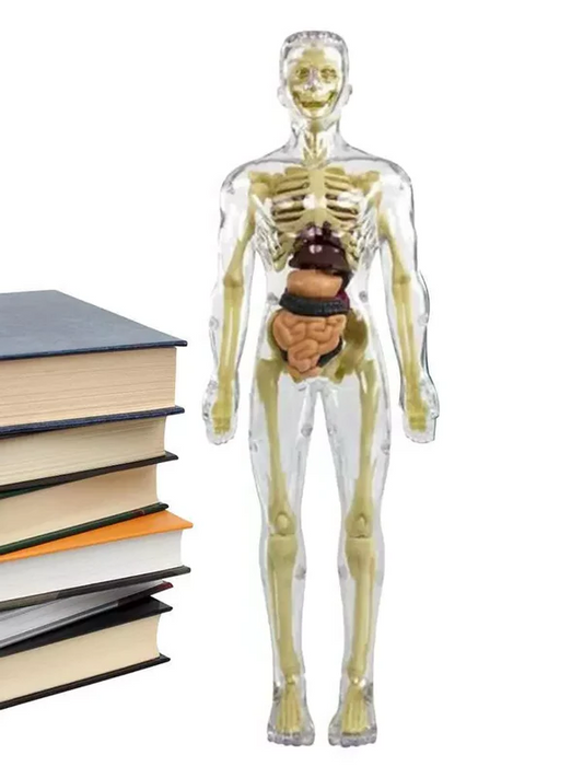 Human Body Anatomy Model for Kids, 3D Interactive Torso Model with Removable Organs for STEM and Science Learning